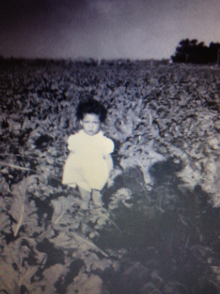 Cousin Esther Jean Silvas playing in the western sugar beet fields in Sterling, CO, as her parents thin beets. Esther is the daughter of Nellie Gomez Silvas and granddaughter of George R Gomez.